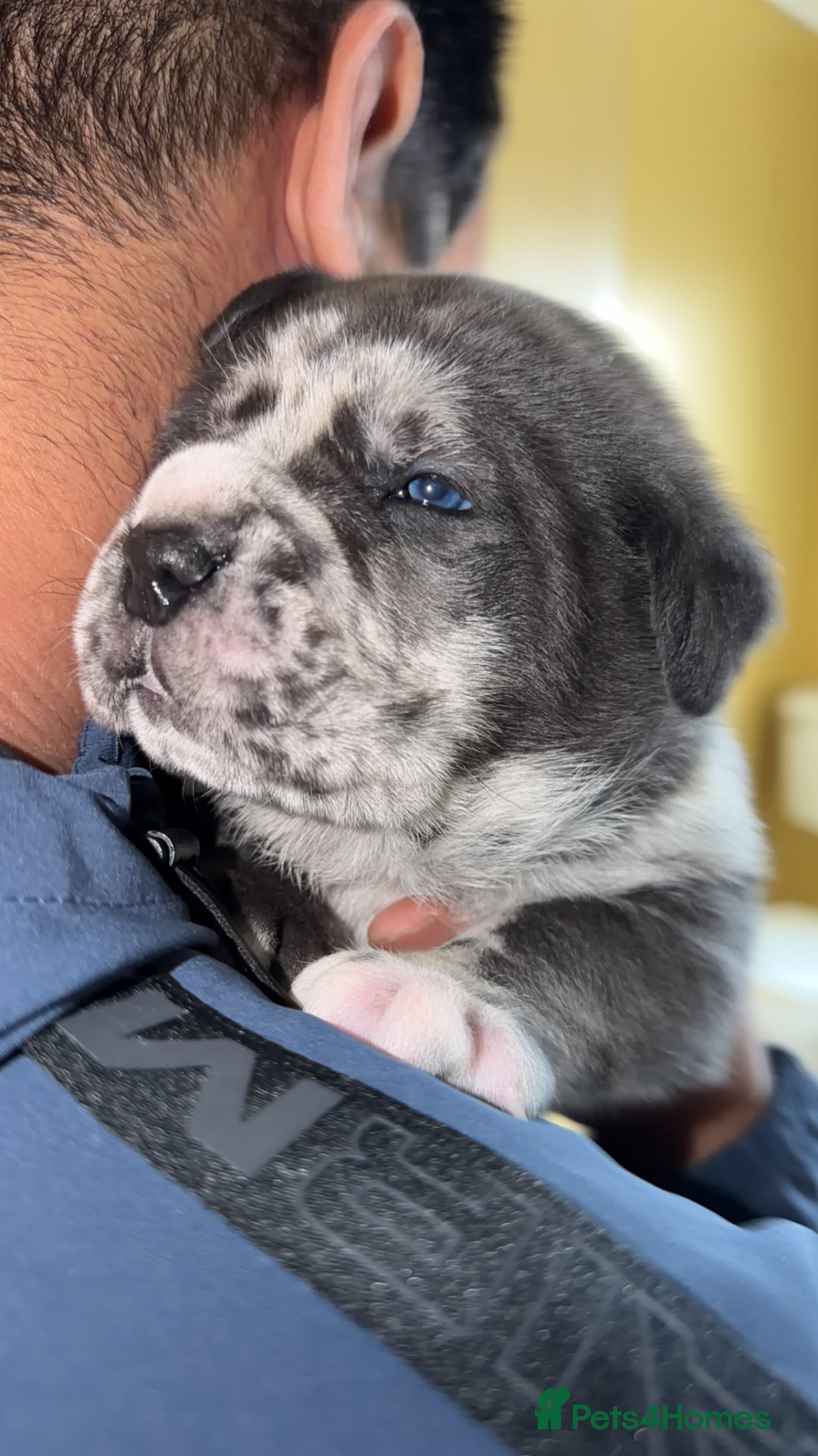 Cane Corso dogs for sale: Champion Bloodline Cane Corso Pups - Advert 13