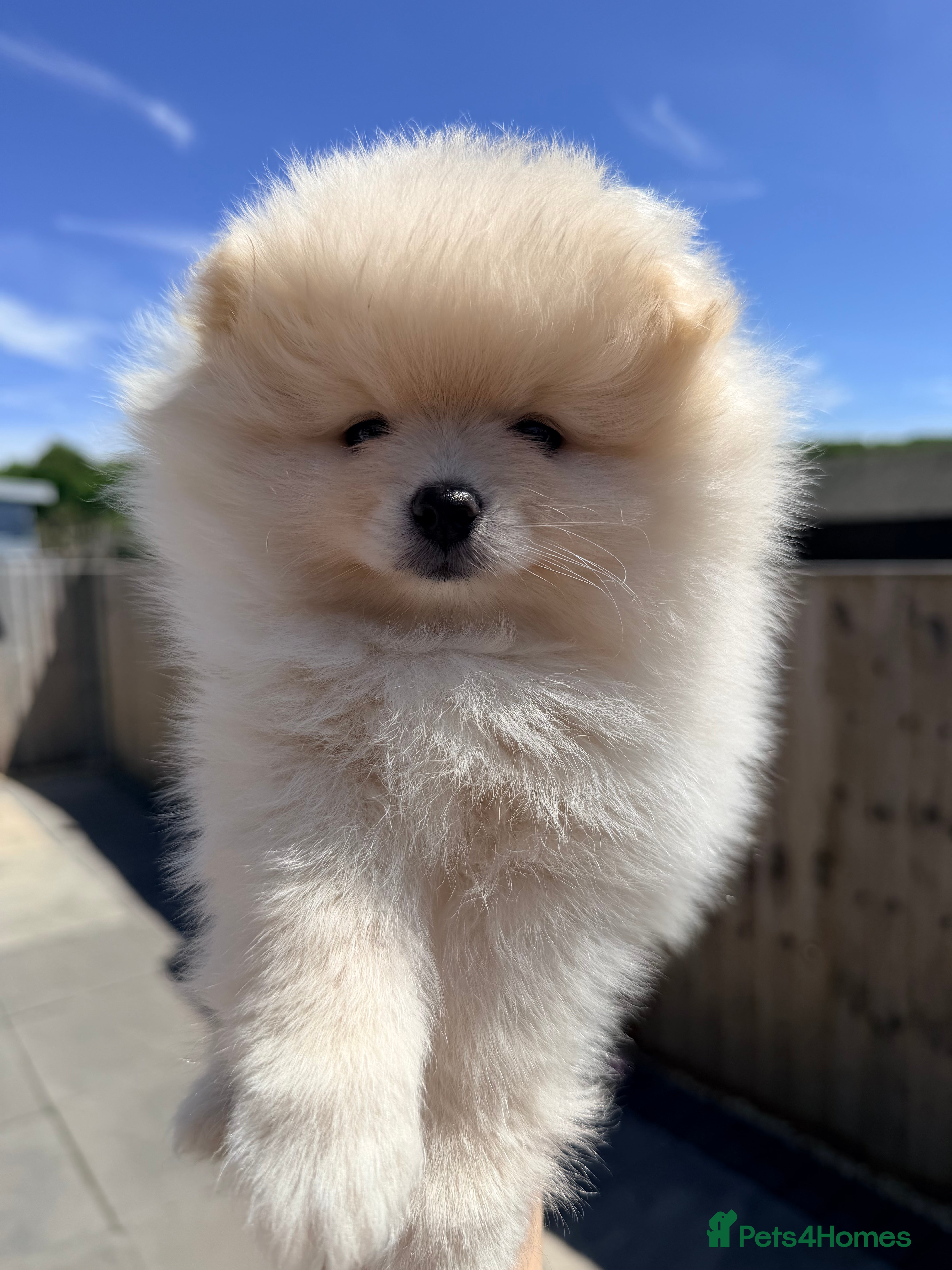 Pomeranian dogs 🌟 Luxury Pomeranian Puppies 🌟  - Advert 2