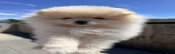 Pomeranian dogs for sale: 🌟 Luxury Pomeranian Puppies 🌟  - Advert 2