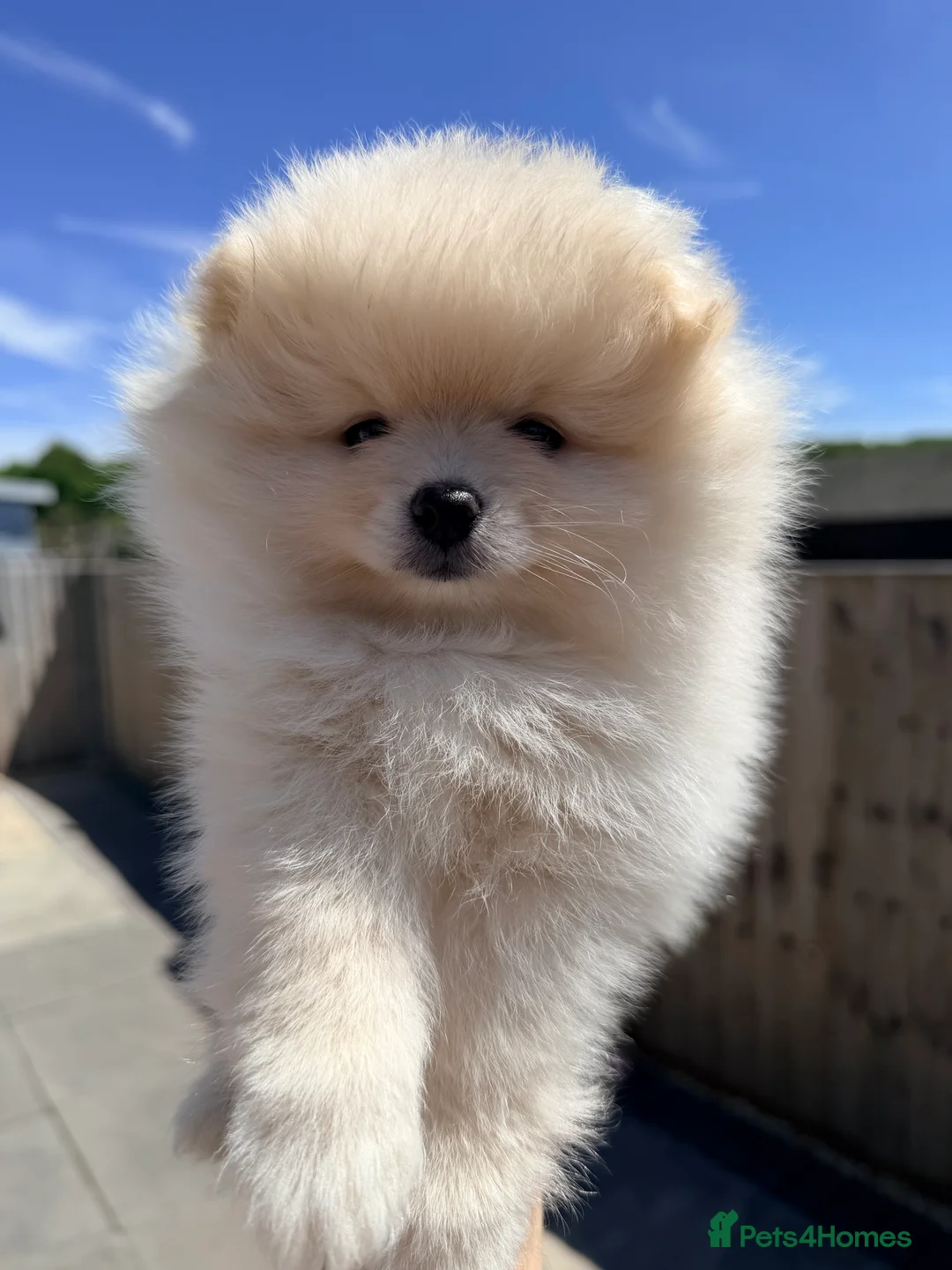 Pomeranian dogs for sale: 🌟 Luxury Pomeranian Puppies 🌟  - Advert 2