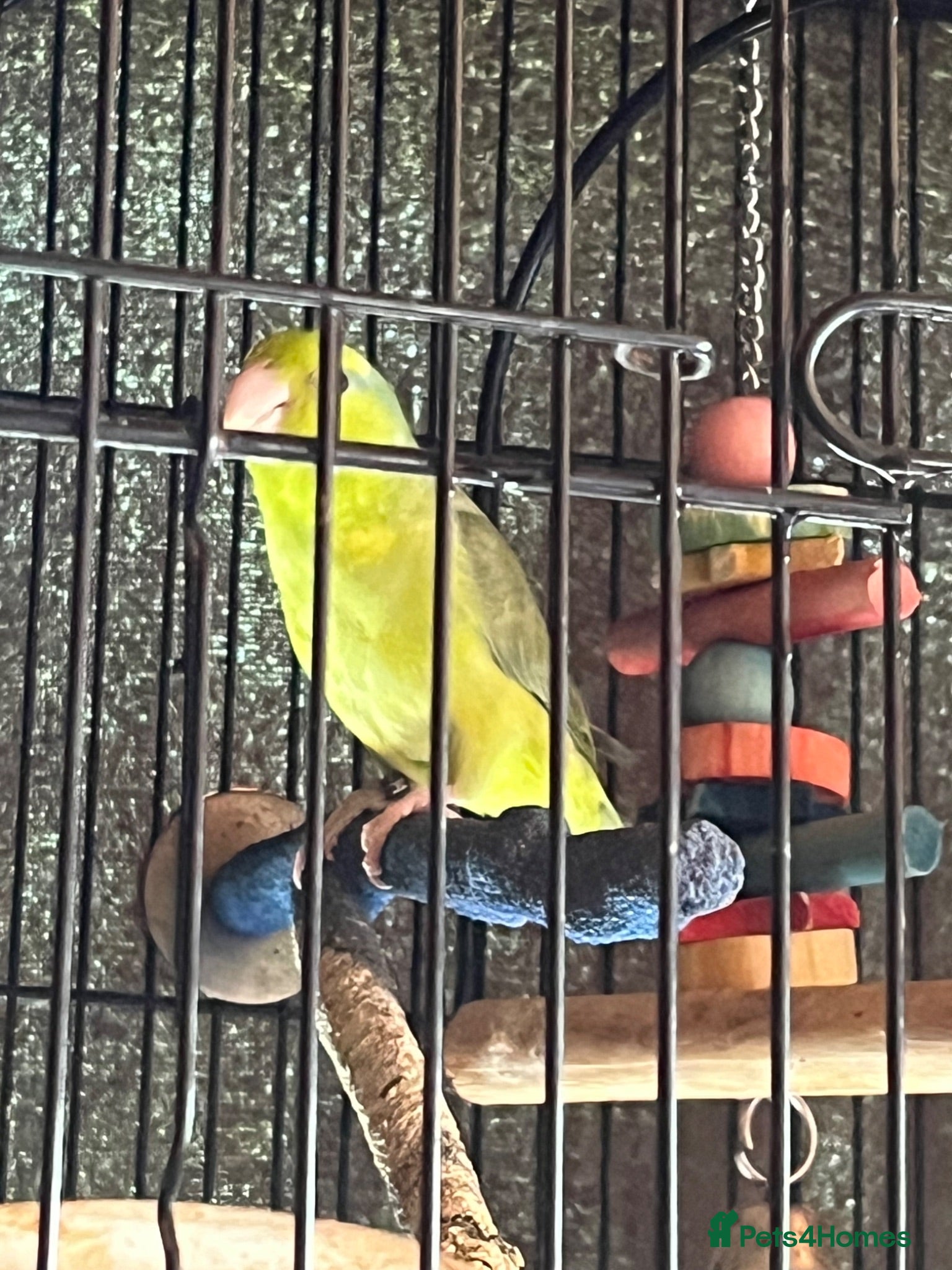 Parrots birds Parrotlet - Advert 5