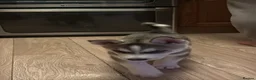 Siberian Husky dogs for sale: Beautiful Siberian husky puppies - Advert 17