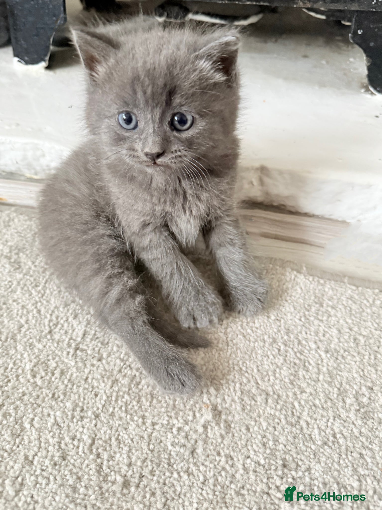 British Shorthair cats GORGEOUS FLUFFBALLS FOR SALE - Advert 2