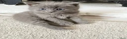 British Shorthair cats for sale: GORGEOUS FLUFFBALLS FOR SALE - Advert 2