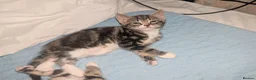 Mixed Breed cats for sale: Need to Go- Last Two, microchip included - Advert 33