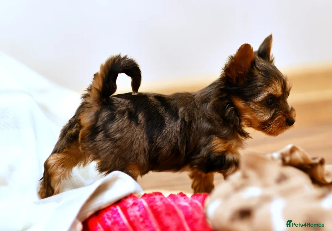 Yorkshire Terrier dogs for sale: CUTE YORKIES MERLES BLUE EYES - Advert 3