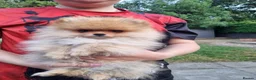 Pomeranian dogs for sale: Reduced !!! Beautiful Boy Pomeranian Puppies - Advert 3
