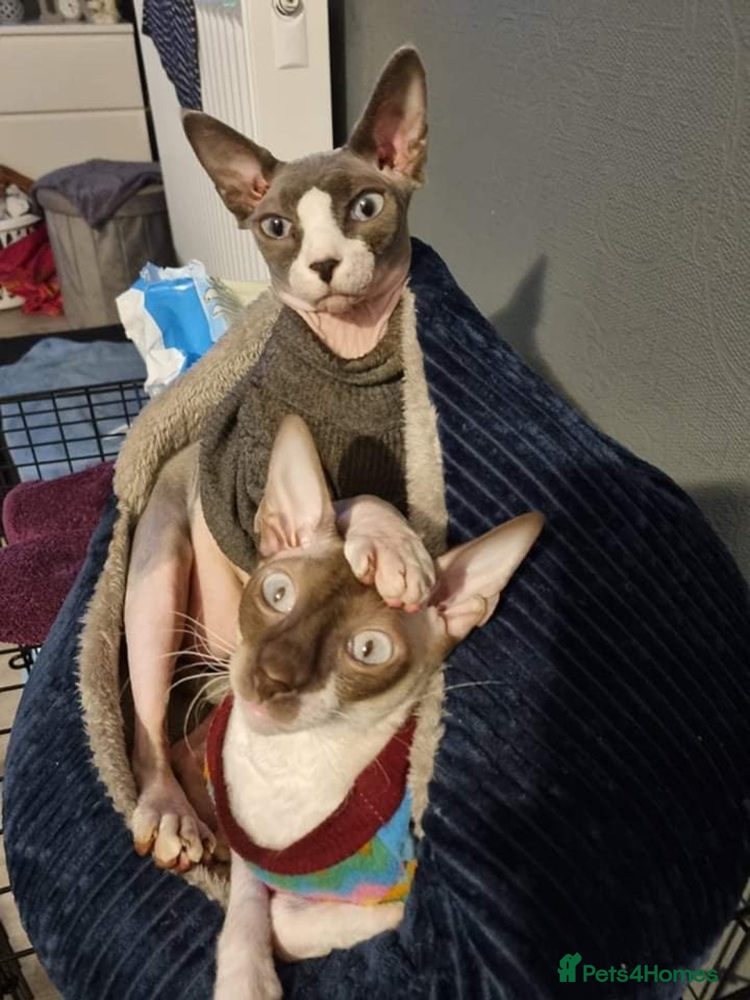 Cornish Rex cats for sale: Kira and Sushi - Image 9
