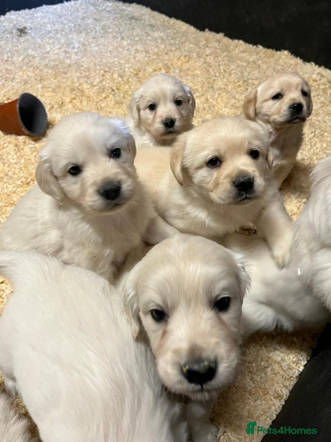 Golden Retriever dogs for sale: Beautiful Golden Retriever Puppies  - Advert 4