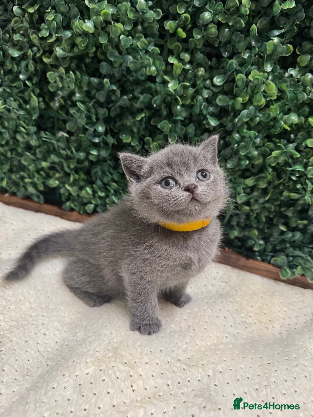 British Shorthair cats for sale: 💕British Shorthair Blue Kittens💕 - Advert 21