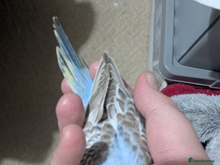 Budgerigars birds Baby budgies - Advert 13