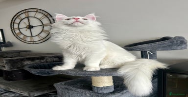 Maine Coon cats - Advert 5