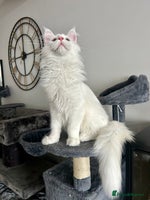 Maine Coon cats - Advert 3
