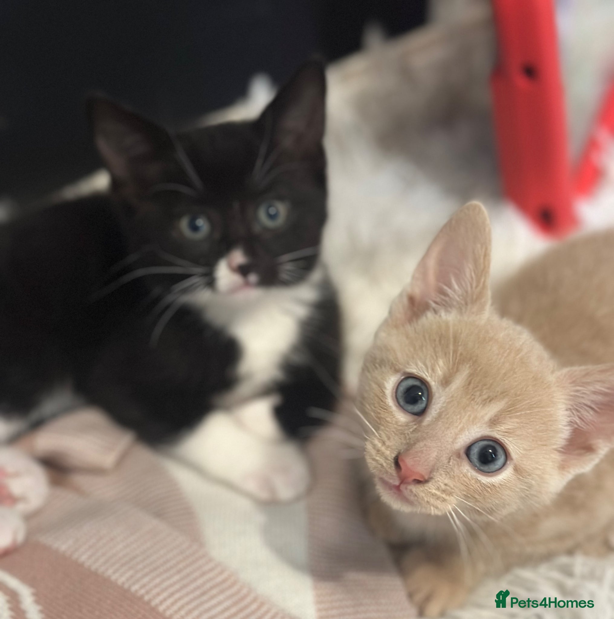 Mixed Breed cats Last two left ready to go now!! - Advert 16