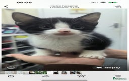 Mixed Breed cats for sale: 3 lovely kittens looking for home.  - Image 3
