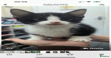 Mixed Breed cats - Advert 4