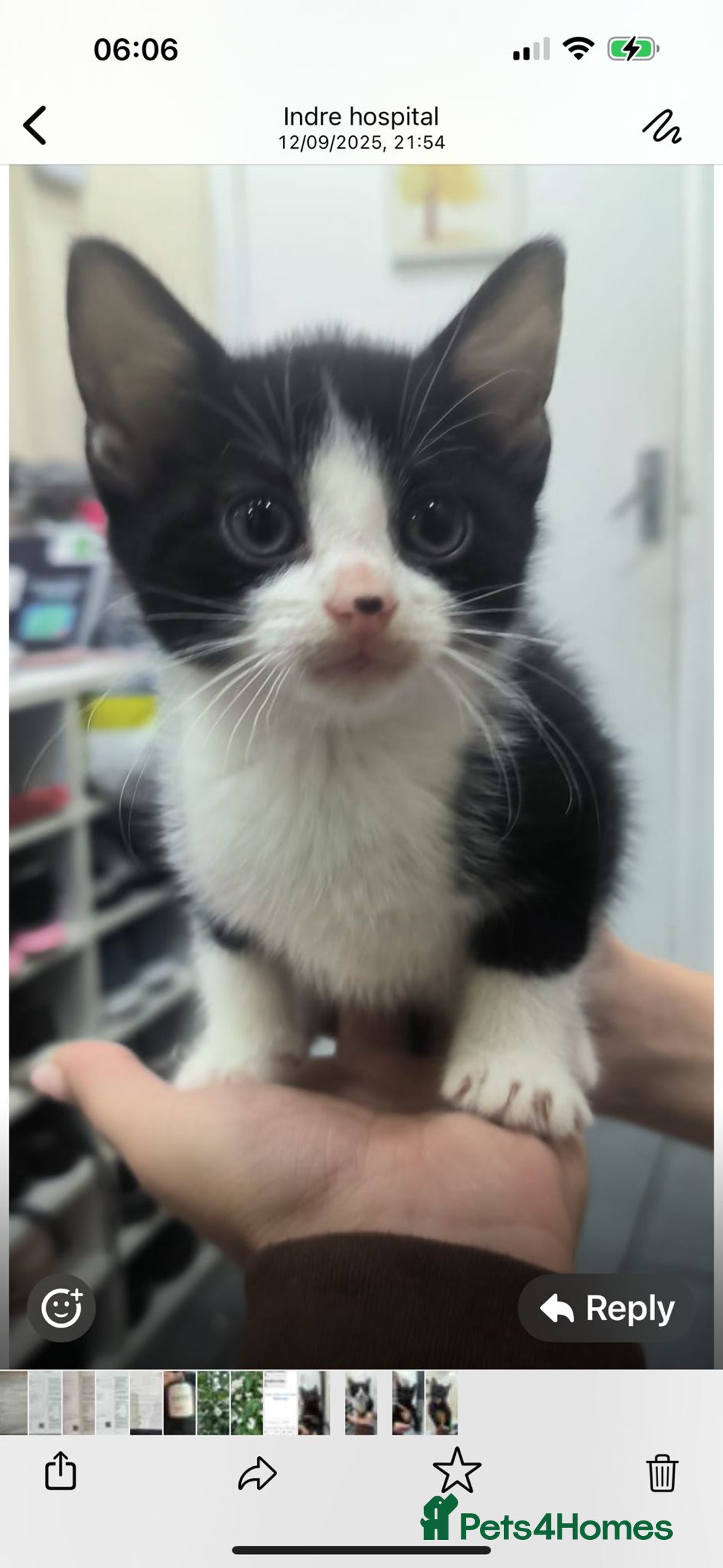 Mixed Breed cats for sale: 3 lovely kittens looking for home.  - Image 3