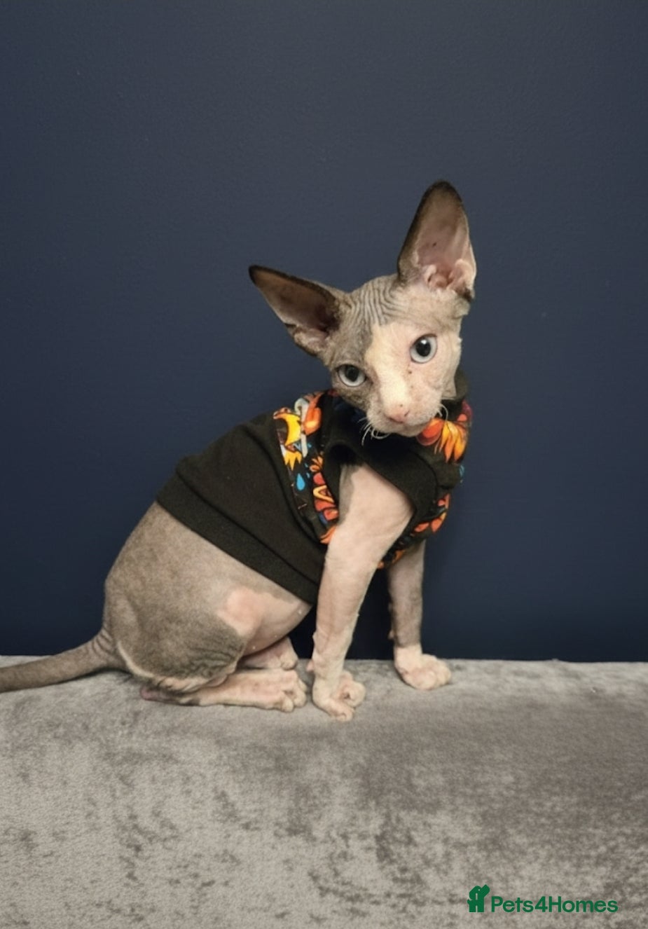 Sphynx cats Amazing blue eye sphynx program DBE TICA &GCCF  - Advert 1
