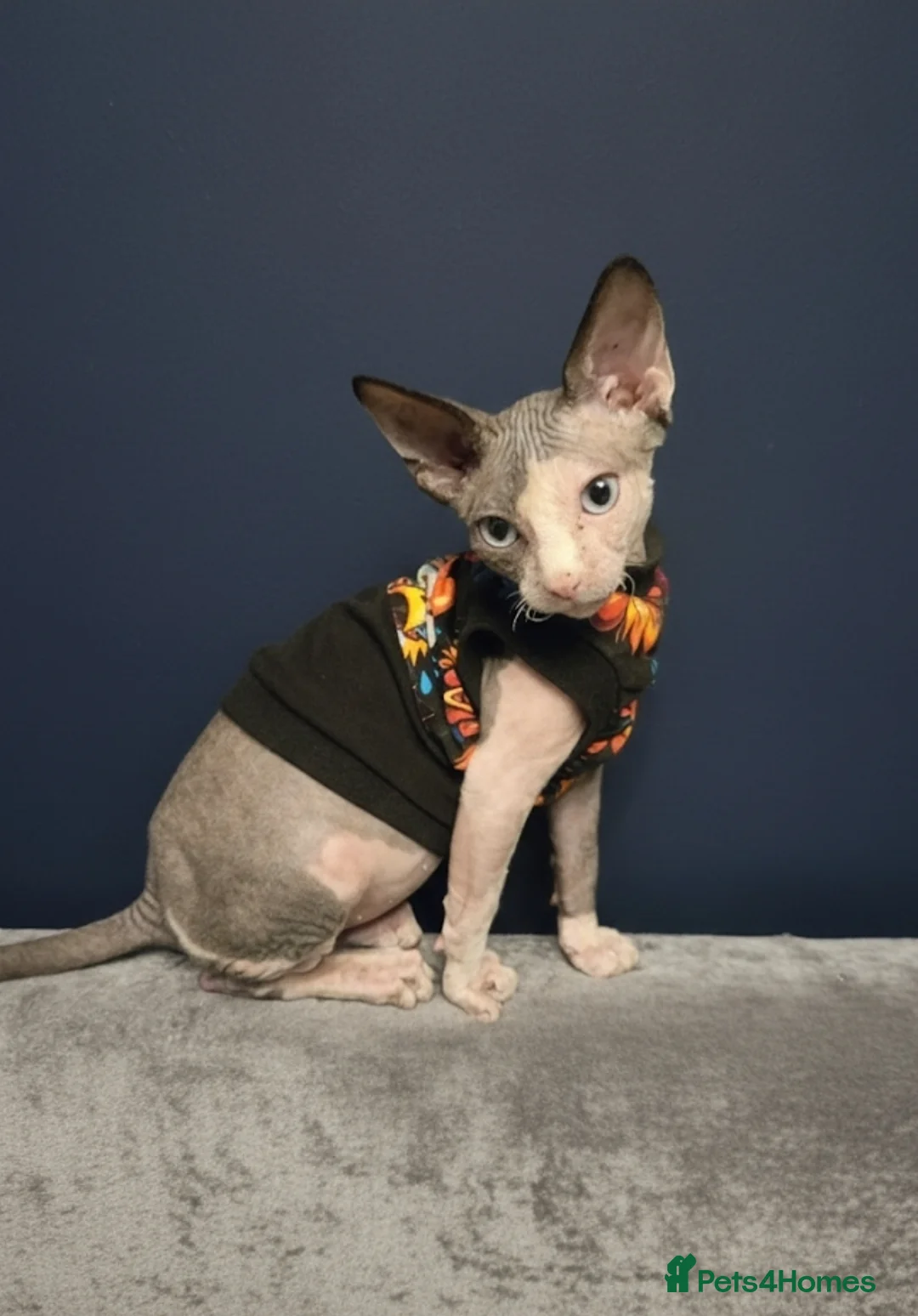 Sphynx cats for sale: Amazing blue eye sphynx program DBE TICA &GCCF  in London - Advert 1