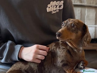 Miniature Dachshund dogs Miniature Kc registered dachshunds - Advert 2