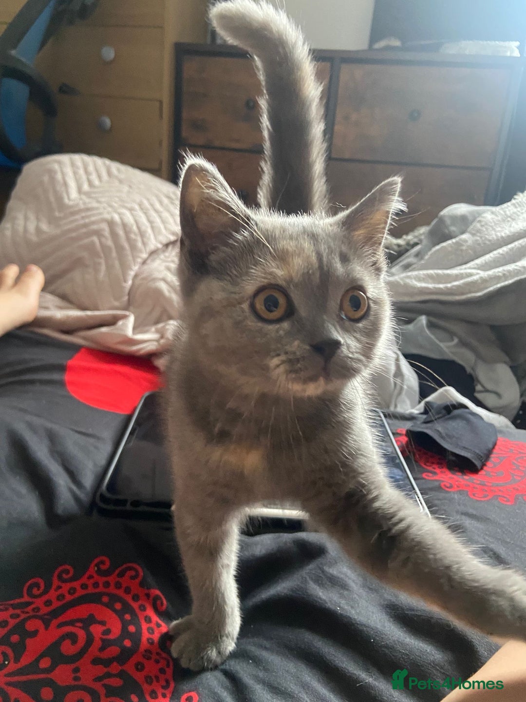 Scottish Fold cats for sale: Last kitten left! Straight ears 😍 - Image 6