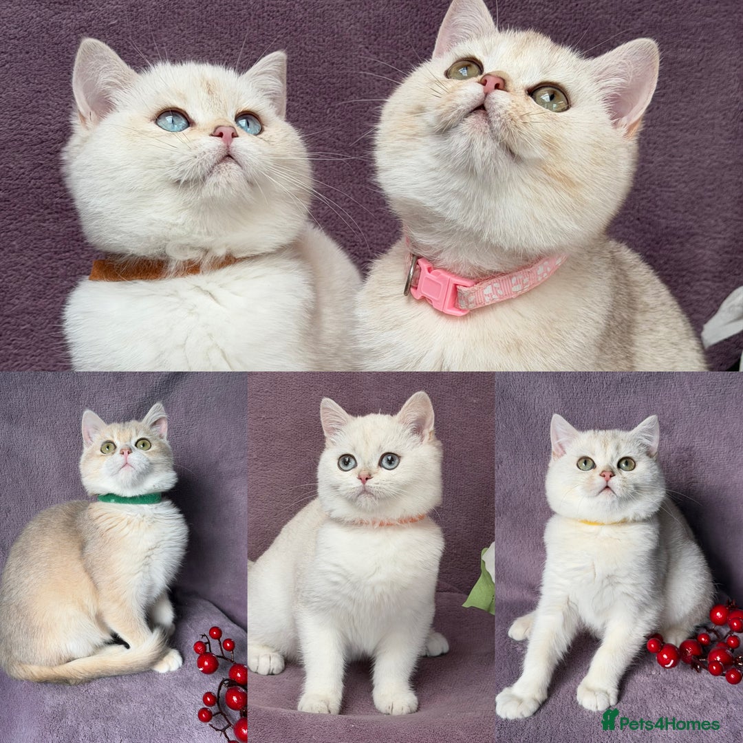 Adorable British golden shorthair kittens TICA for sale in
