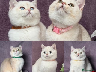 British Shorthair cats - Advert 23