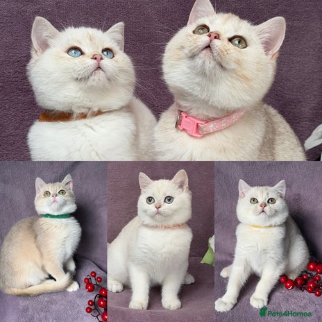 British Shorthair cats - Advert 15