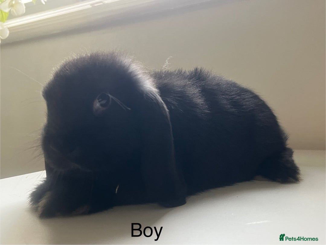 Mini Lop rabbits for sale: Mini lops available  - Advert 28
