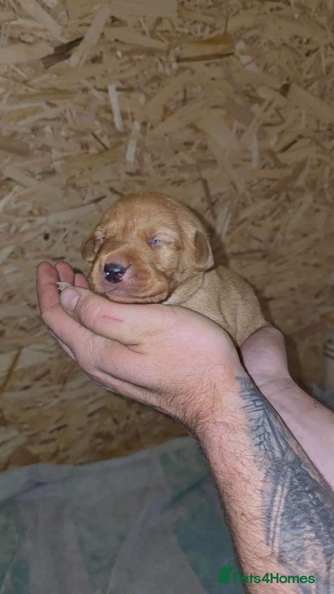 Labrador Retriever dogs for sale: 5 labrador puppies  - Advert 9