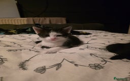 British Longhair cats for sale: 1 harlequin female and 1 British short haired  - Image 4