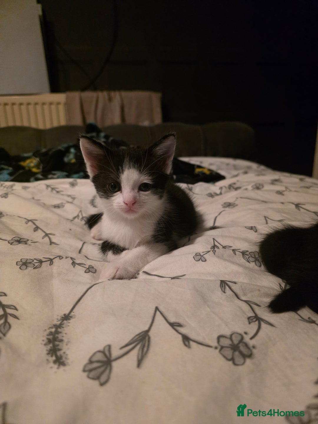 British Longhair cats for sale: 1 harlequin female and 1 British short haired  - Image 4