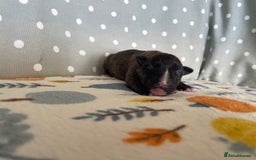 English Bull Terrier dogs for sale: Stunning Champion sired Bull Terriers pups (MALE)  - Image 7