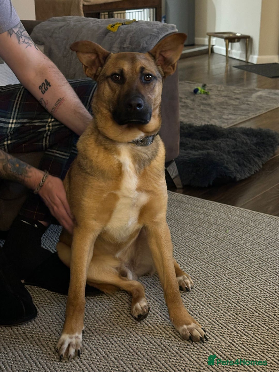 Mixed Breed dogs for adoption: 💙Lord — amazing  8-month-old medium boy💙 - Advert 2