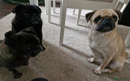 Pug dogs for adoption: 💖🐶 LOLA 🐶💖 - Image 14
