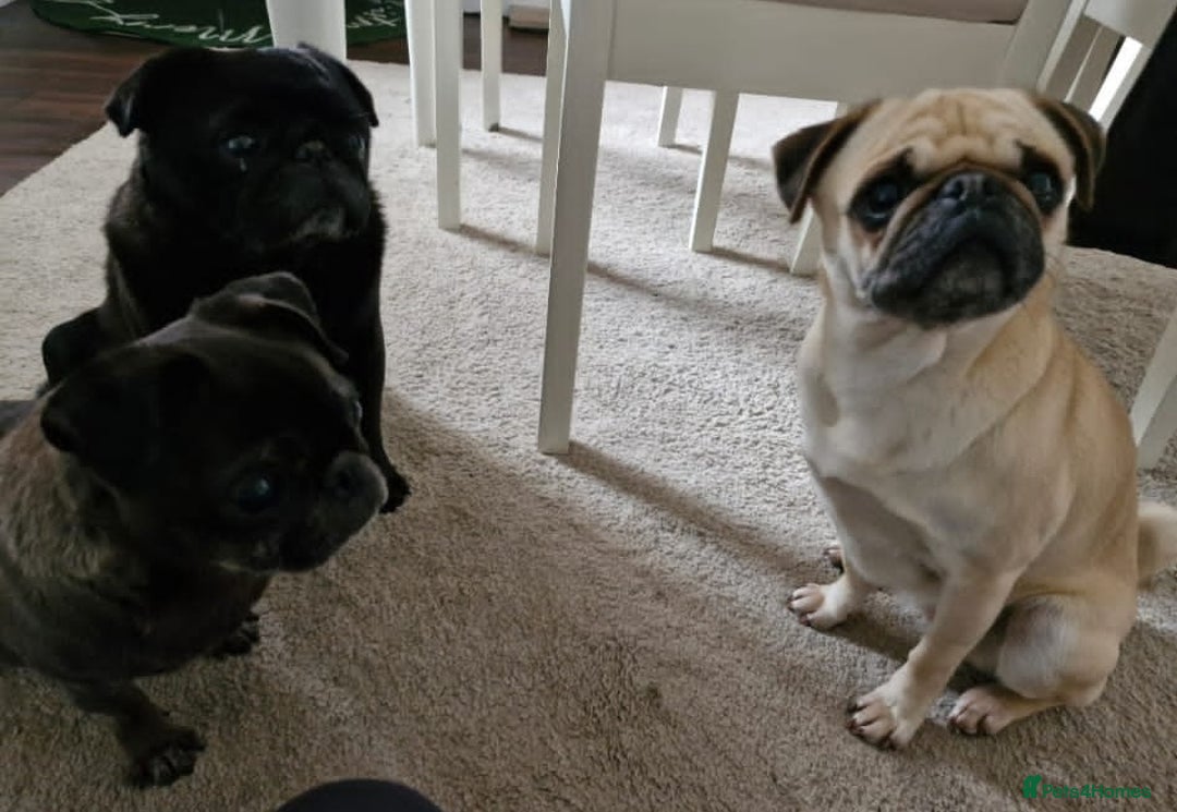 Pug dogs for adoption: 💖🐶 LOLA 🐶💖 - Image 14