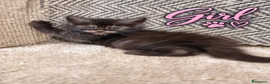 Maine Coon 4