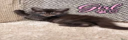 Maine Coon cats for sale: Beautiful Baby Maine Coon Kittens - Advert 4