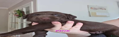 Labrador Retriever pink