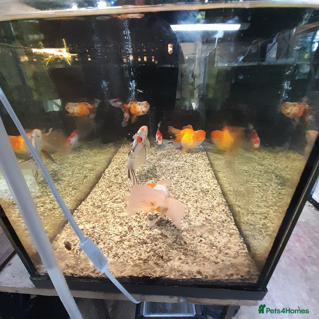 Fancy Goldfish fish for sale: Orienmetal gold fish  - Image 2