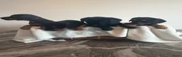 Mixed Breed dogs for sale: Gorgeous Jackapoo puppies  - Advert 4