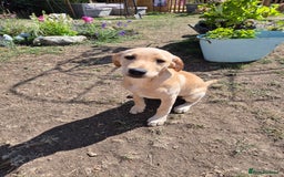 Labrador Retriever dogs for sale: Maggie RESERVED  - Image 2
