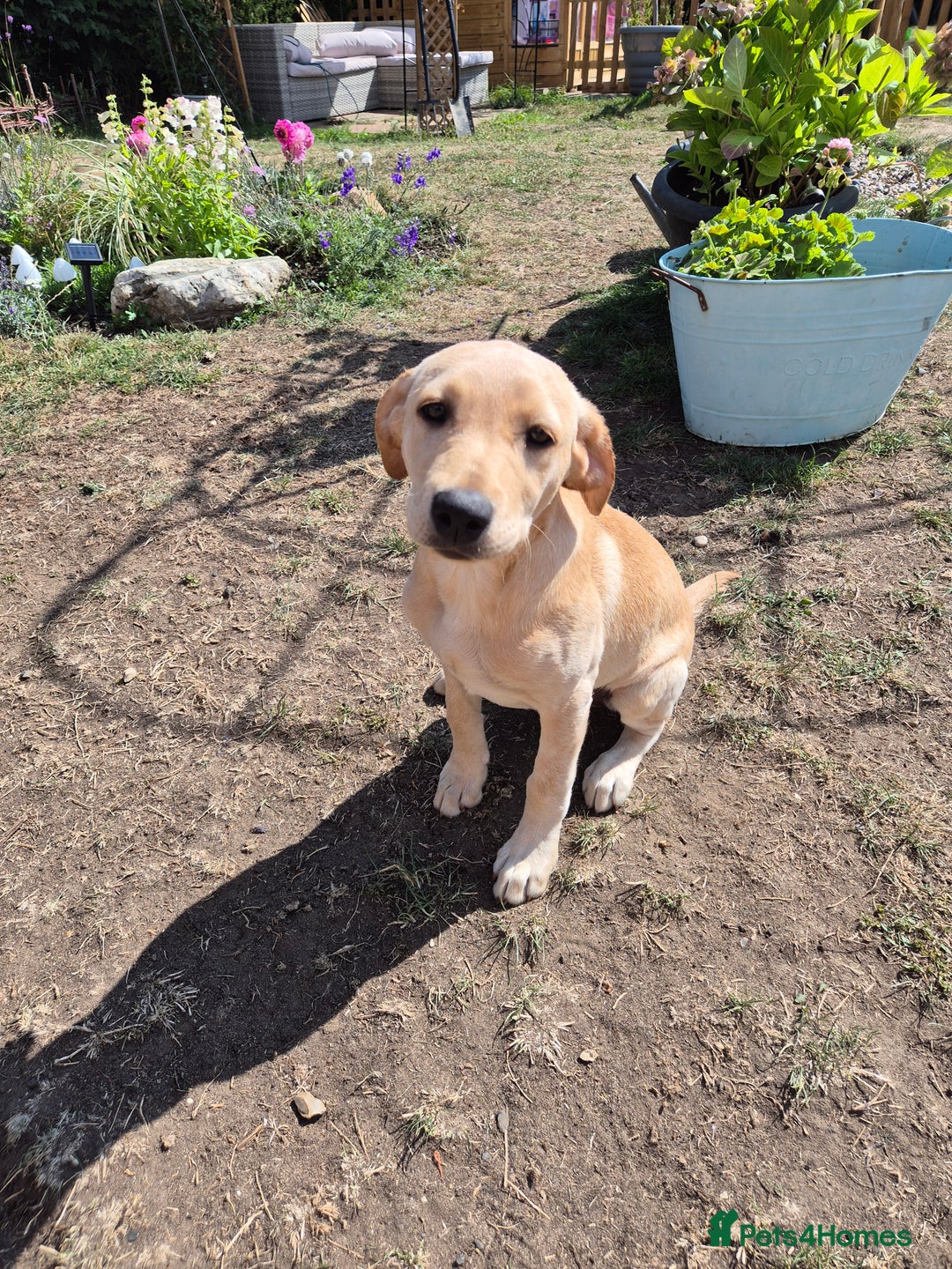 Labrador Retriever dogs for sale: Maggie RESERVED  - Image 2