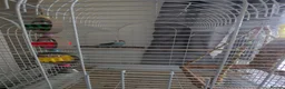 Budgerigars birds for sale: Female Budgie  in Bolton - Advert 3