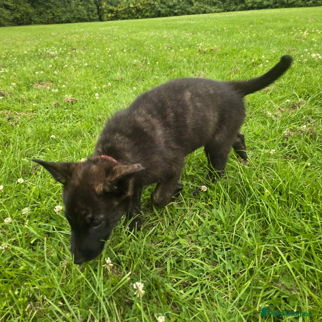 Belgian Shepherd Dog dogs for sale: Duch scheperd puppy for sale in Warrington - Image 18