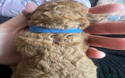 Cockapoo dogs for sale: Beautiful cockerpoo puppies  - Image 13