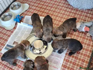 Cairn Terrier dogs Stunning pedigree litter bred from champion cairns - Advert 1