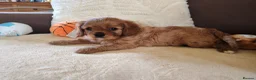 Cavalier King Charles Spaniel dogs for sale: Kc Beautiful puppies for sale. - Advert 10
