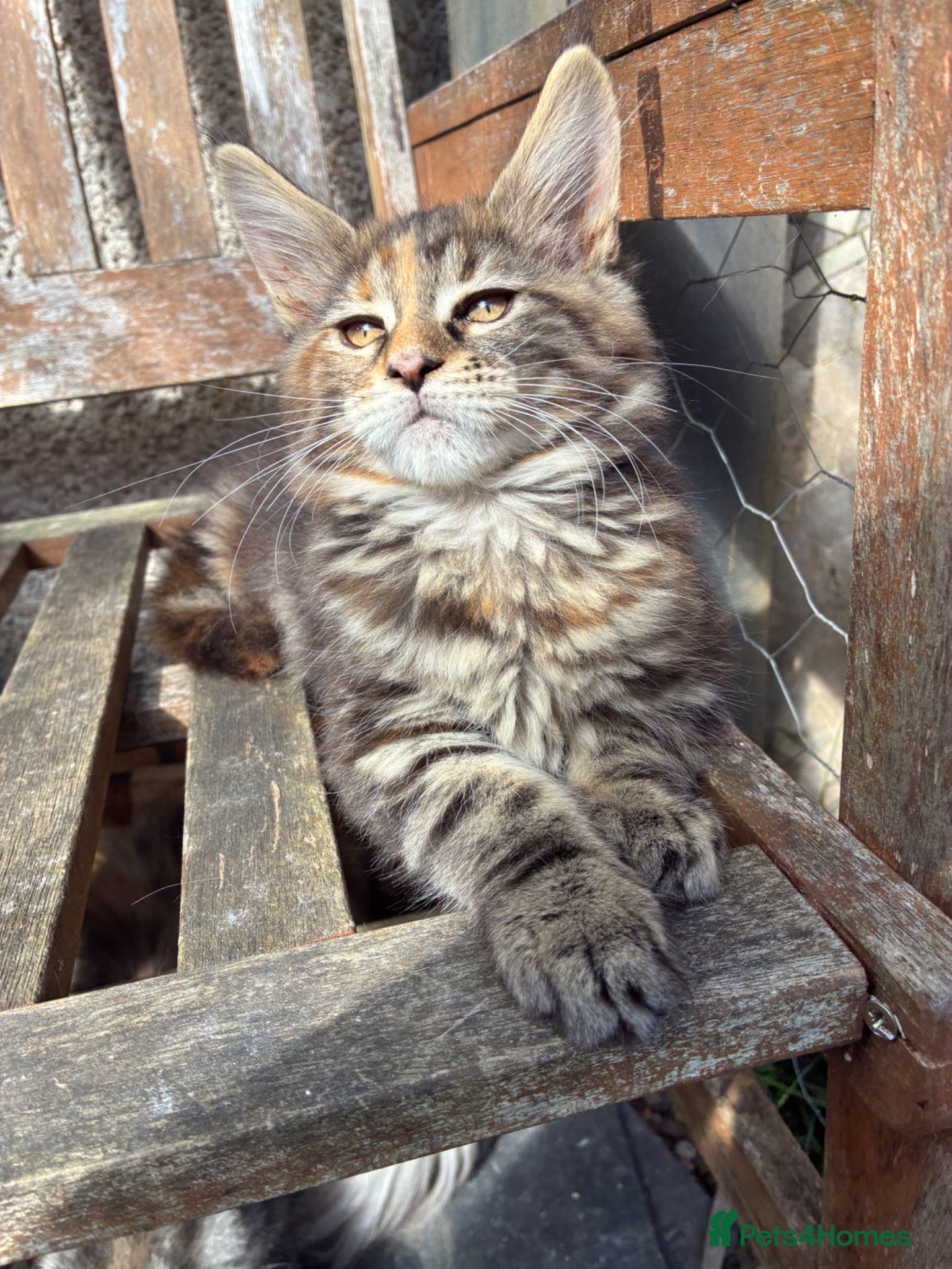 Maine Coon cats Maine coon kittens  - Advert 4