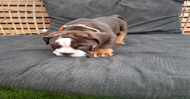 Mixed Breed dogs - Advert 9